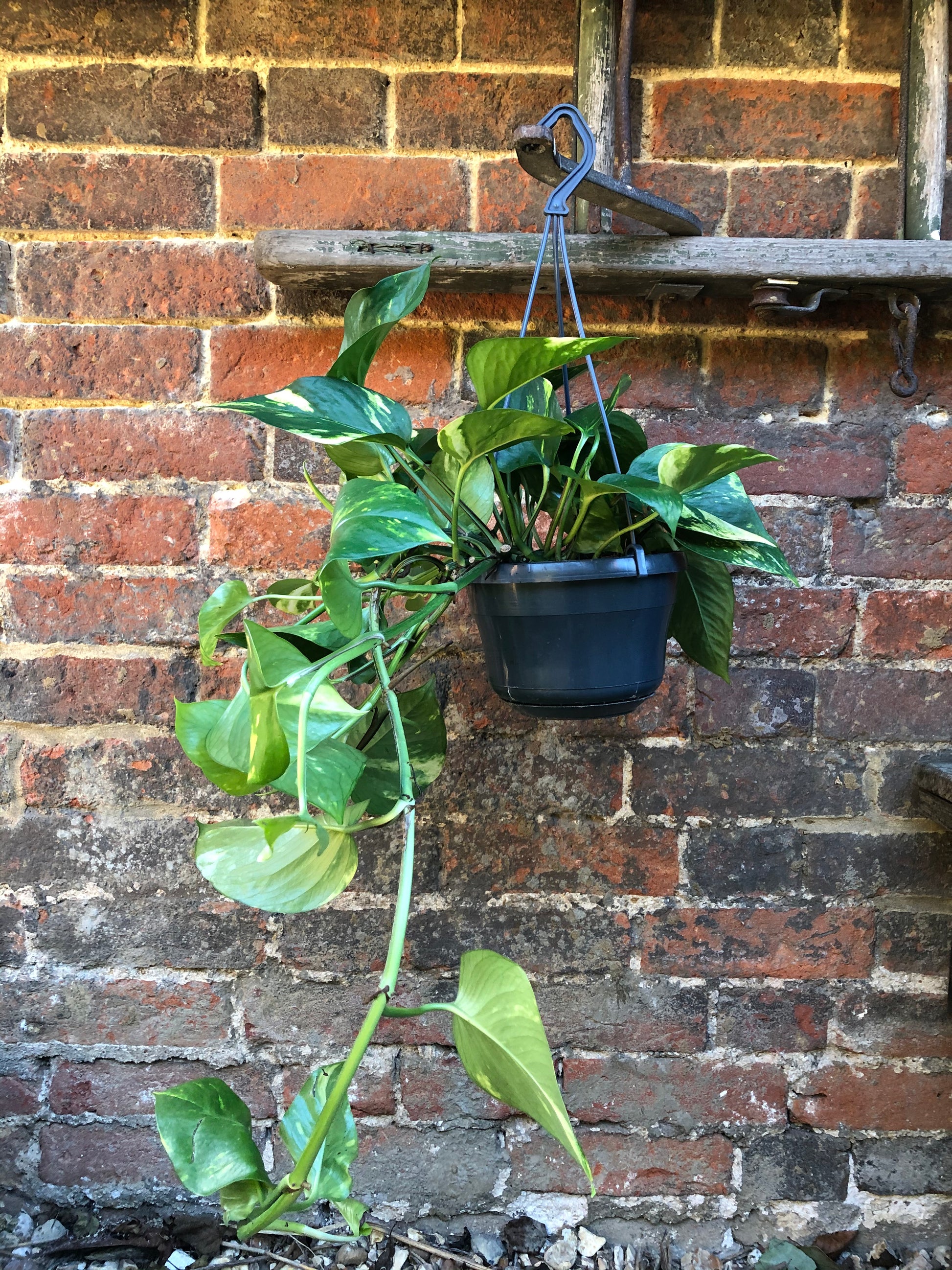 DEVILS IVY PLANT