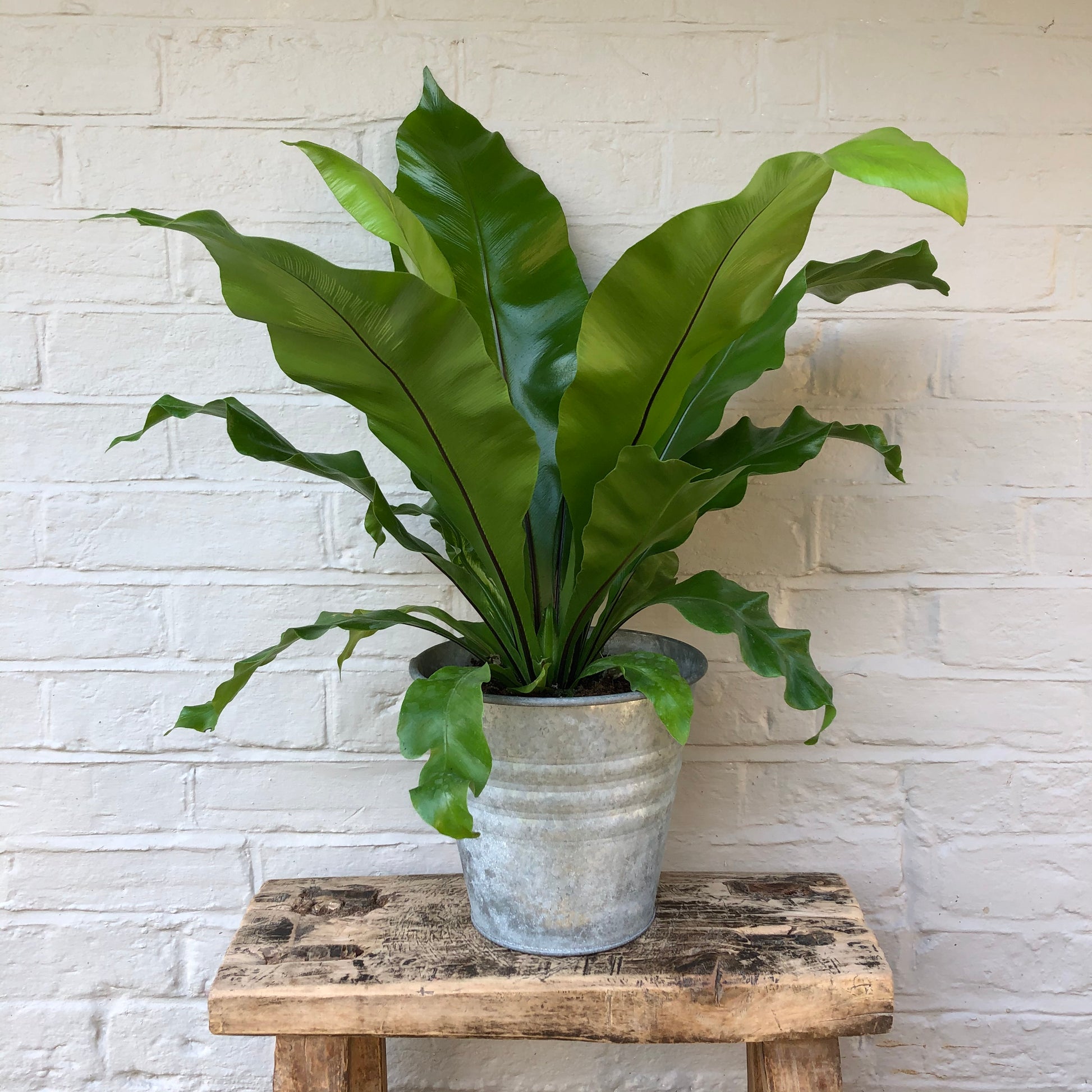 ASPLENIUM FERN PLANT