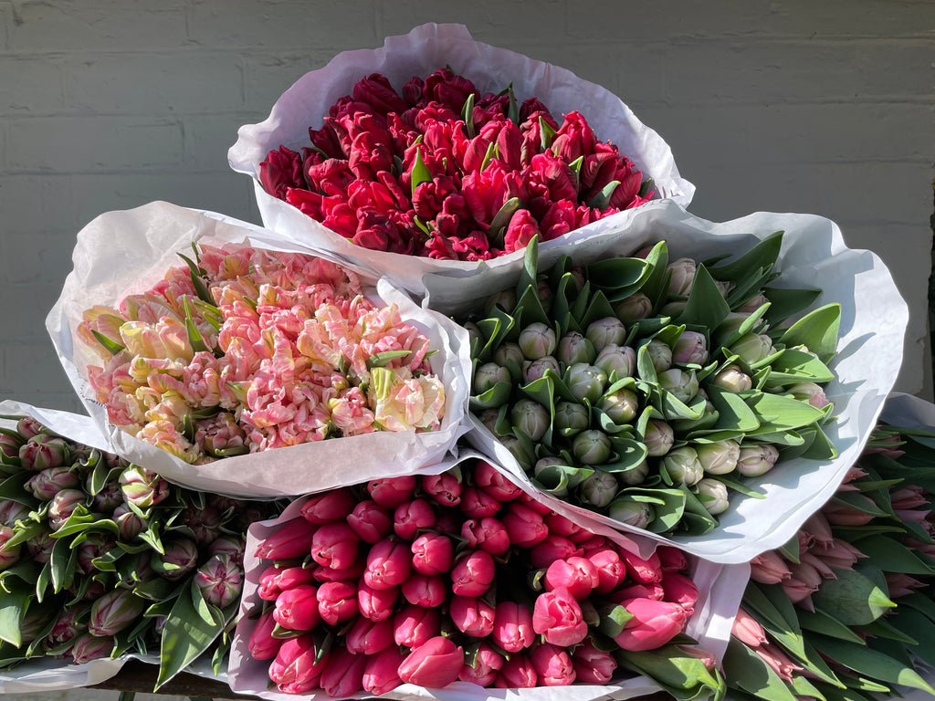 MOTHERING SUNDAY ARMFUL OF TULIPS
