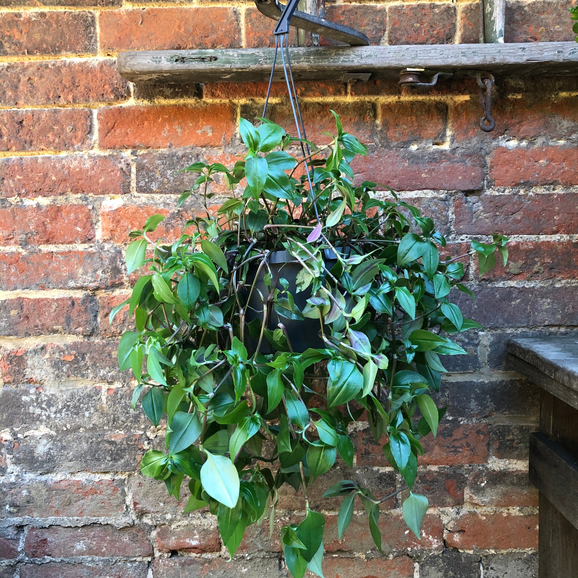 INCH PLANT