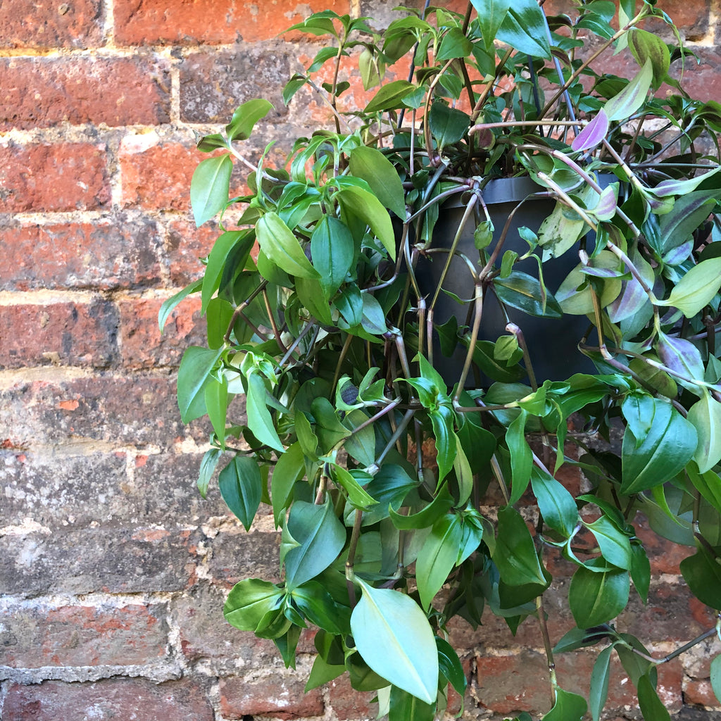 INCH PLANT