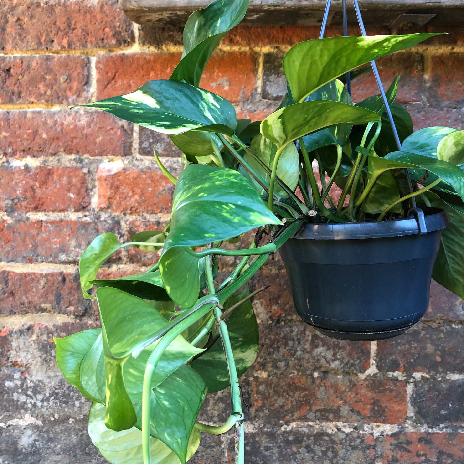 DEVILS IVY PLANT
