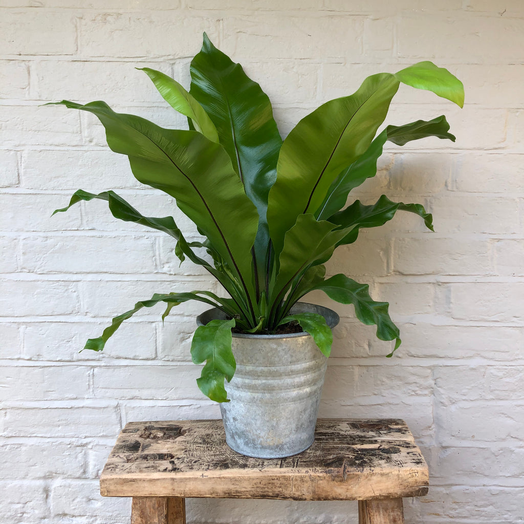 ASPLENIUM FERN PLANT