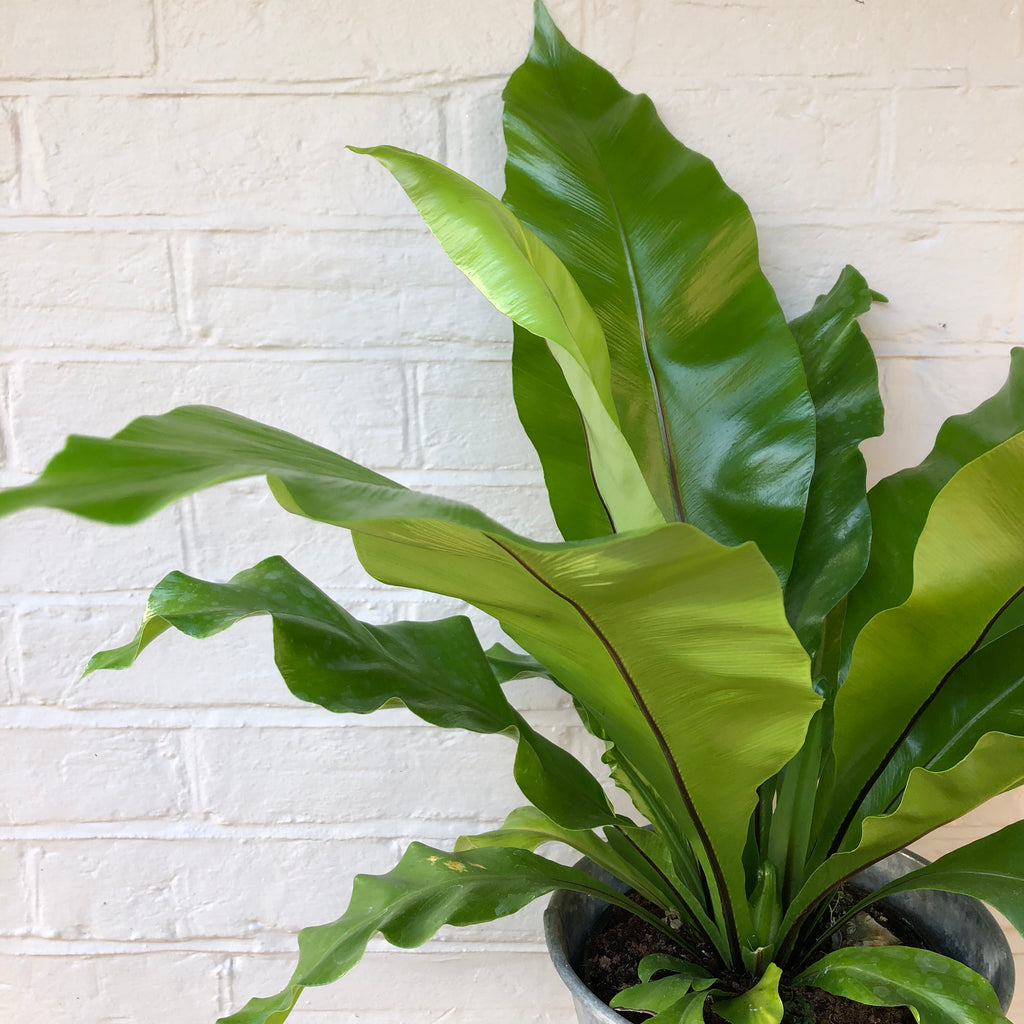 ASPLENIUM FERN PLANT
