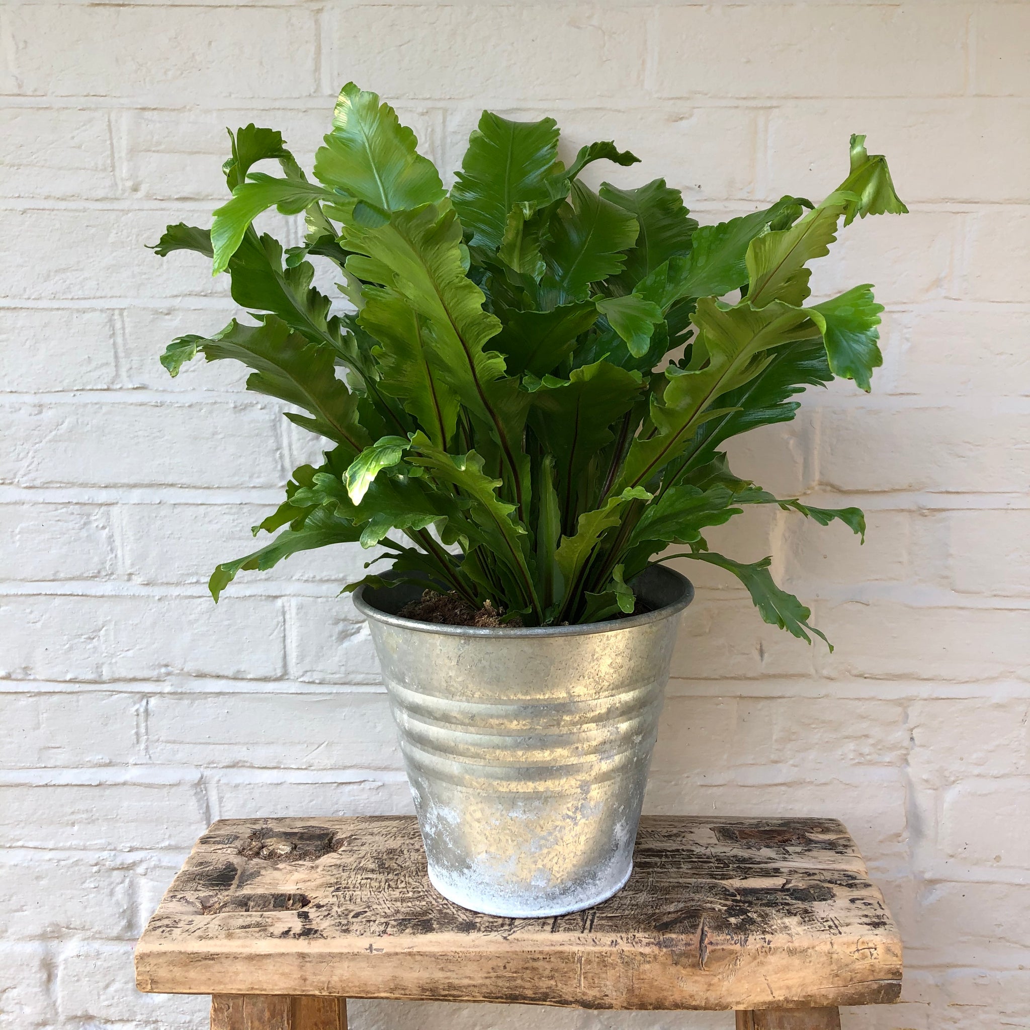 ASPLENIUM CRISPY WAVE FERN PLANT