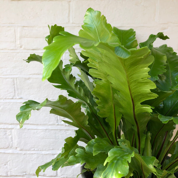 ASPLENIUM CRISPY WAVE FERN PLANT