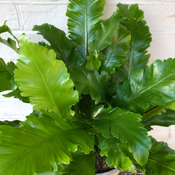 ASPLENIUM CRISPY WAVE FERN PLANT