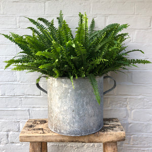 BOSTON FERN PLANT