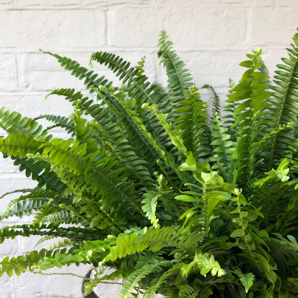 BOSTON FERN PLANT