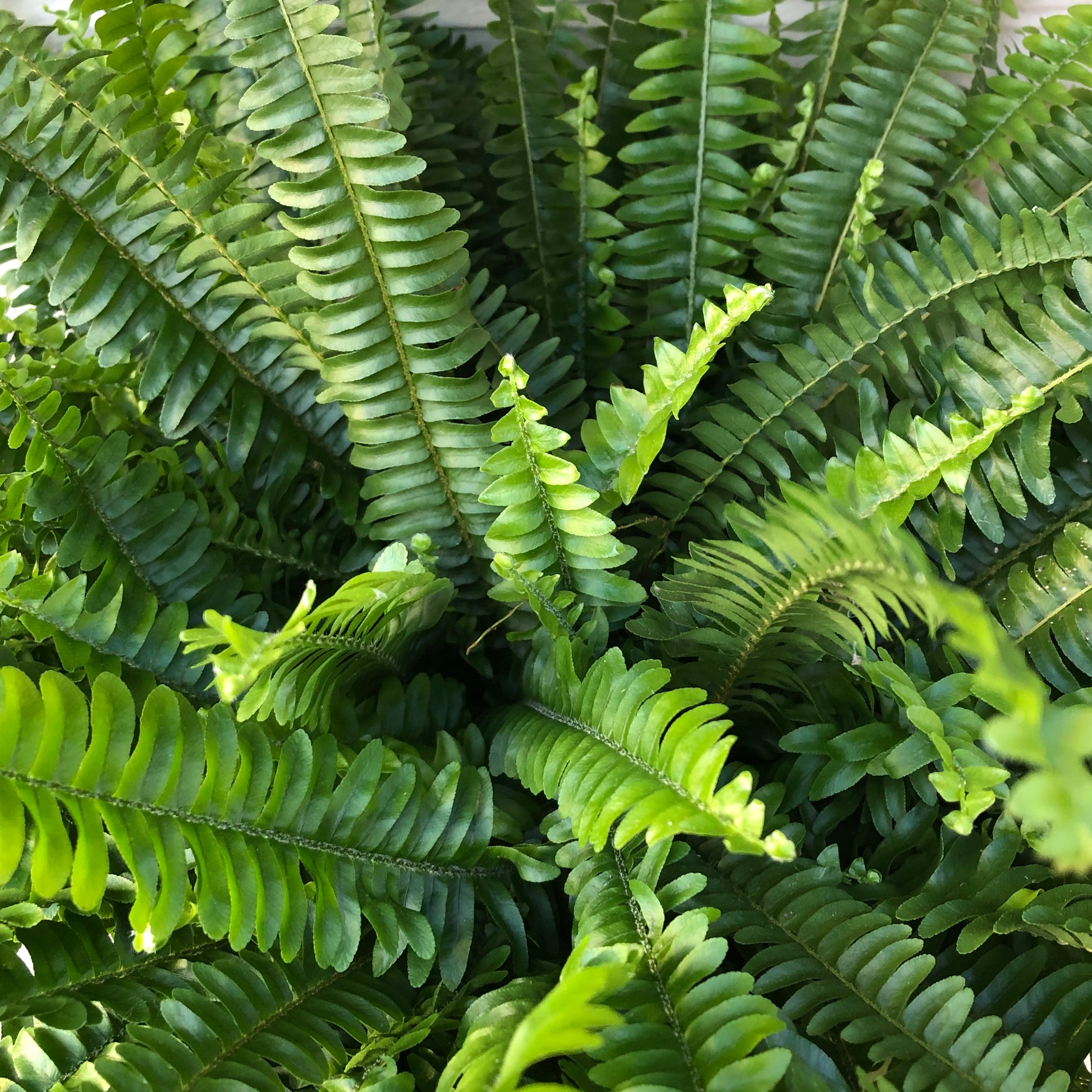 BOSTON FERN PLANT