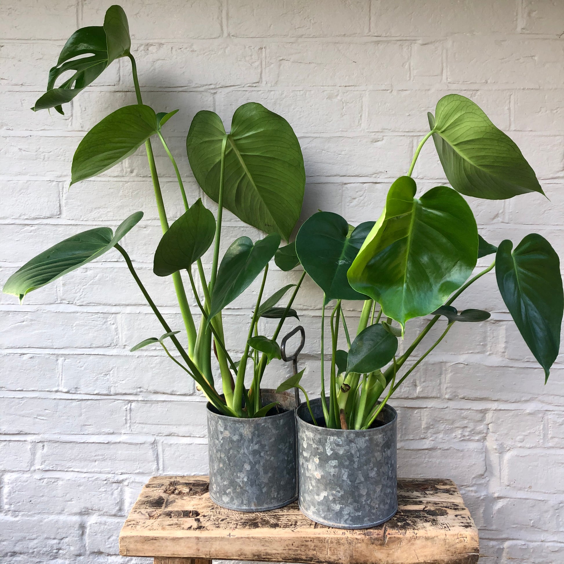 CHEESE PLANT