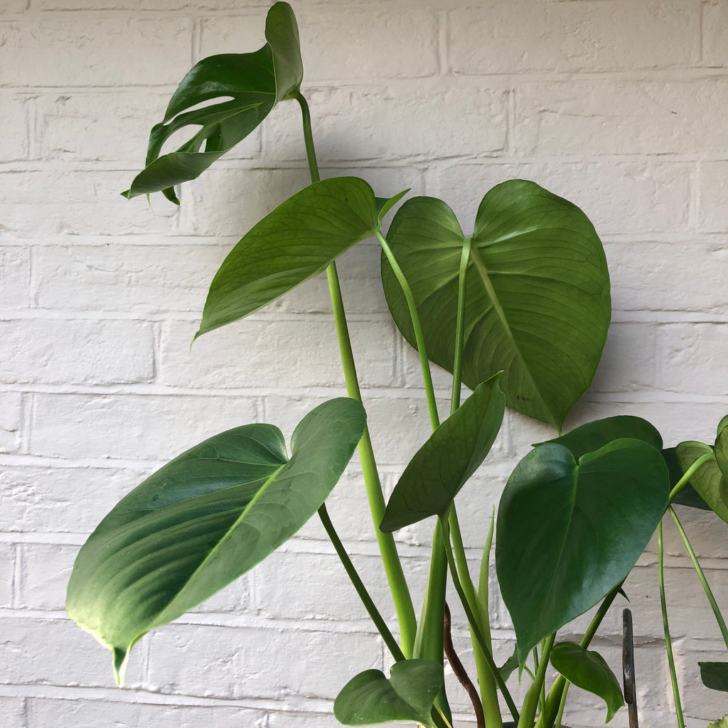 CHEESE PLANT