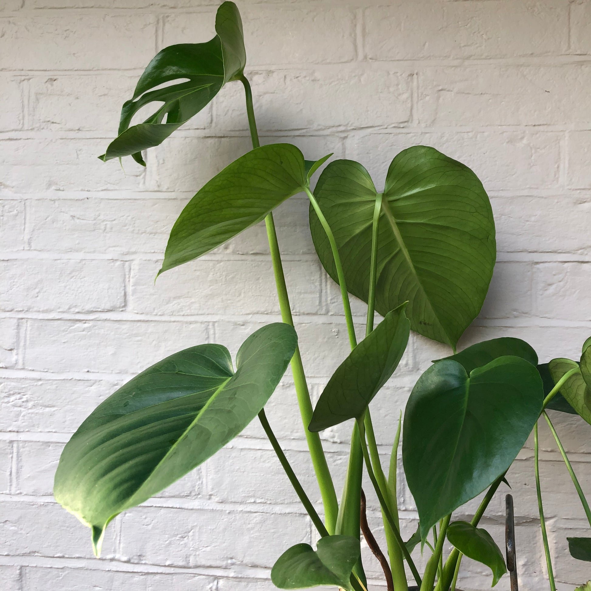 CHEESE PLANT