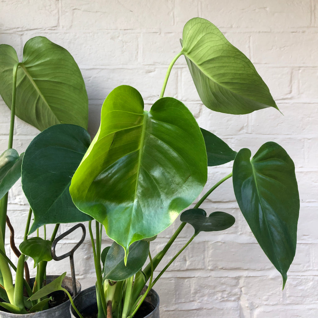 CHEESE PLANT