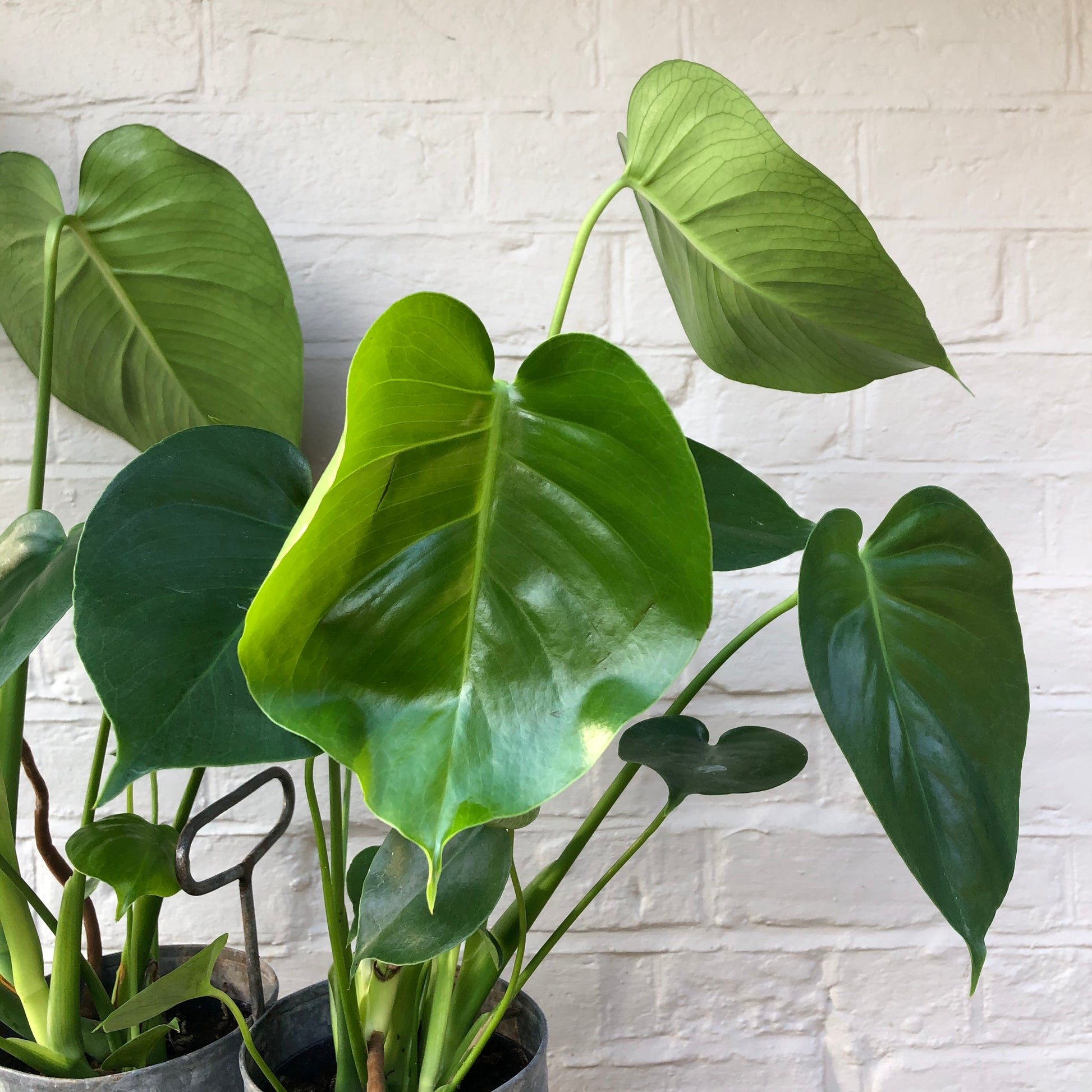 CHEESE PLANT