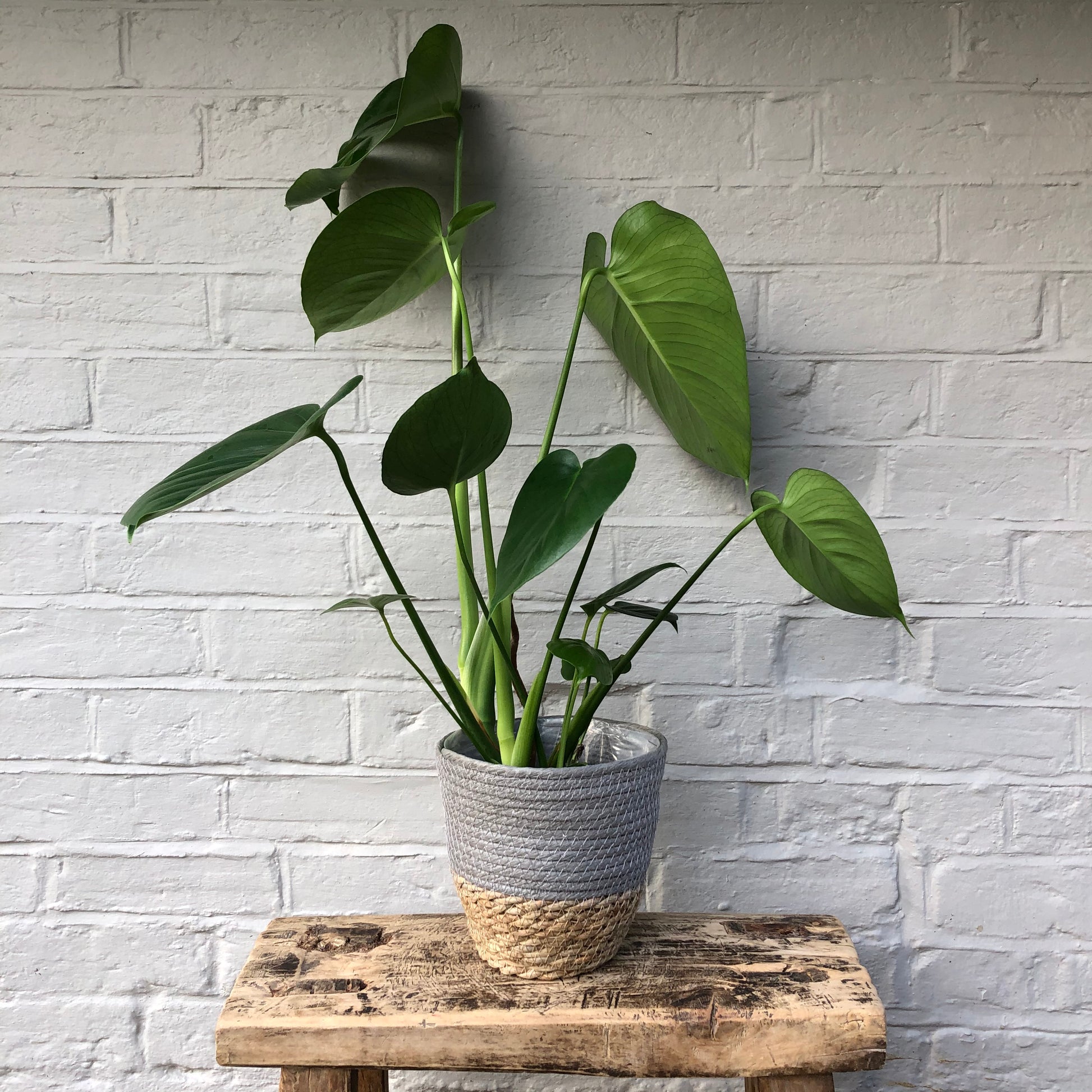 CHEESE PLANT