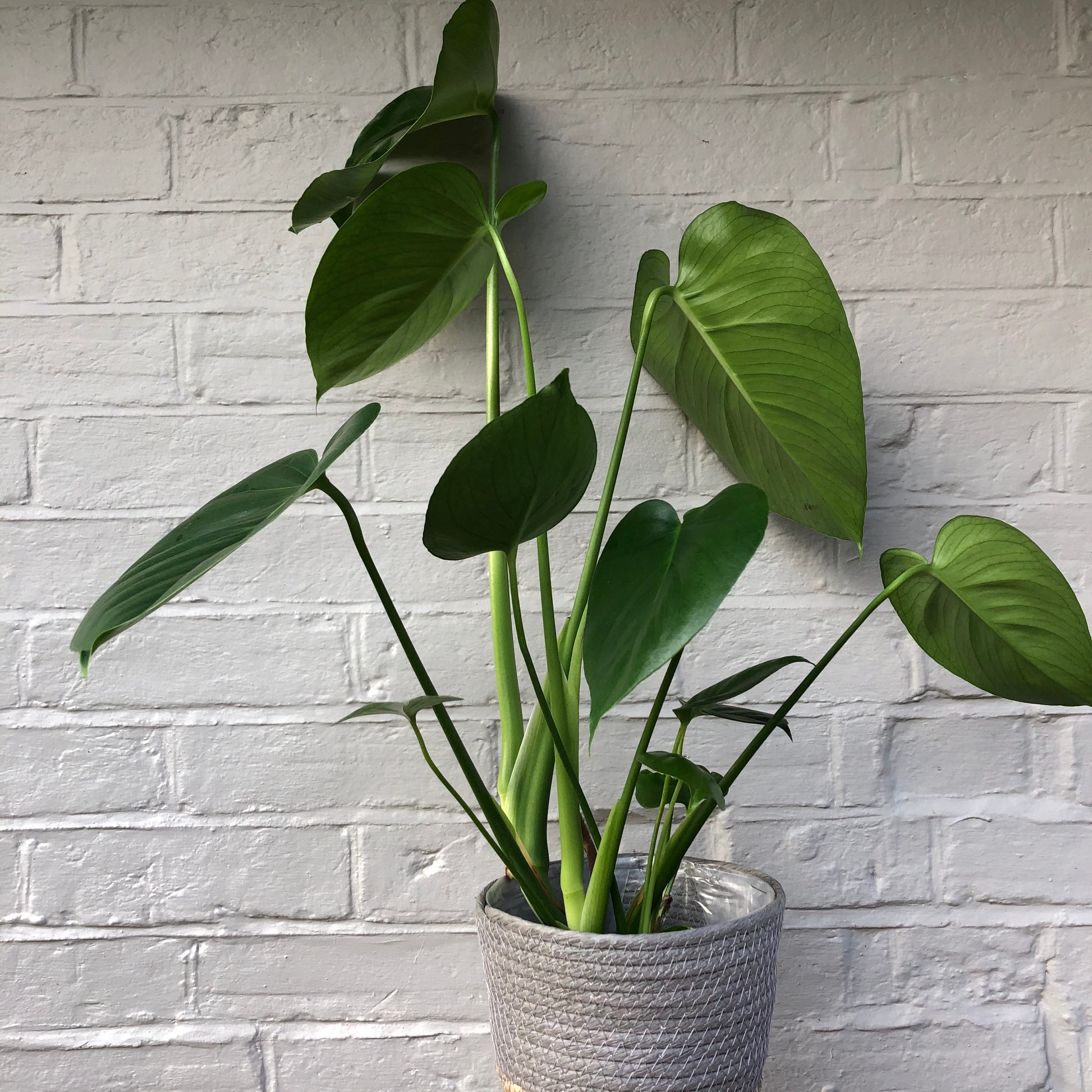 CHEESE PLANT